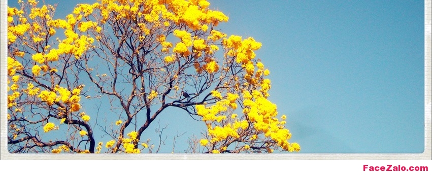 Ảnh bìa Facebook đẹp, ảnh facebook cover độc đáo, ảnh cover dùng làm bìa facebook hay, hình nền facebook đẹp ý nghĩa, hình bìa facebook dễ thương nhất, tình yêu facebook cover